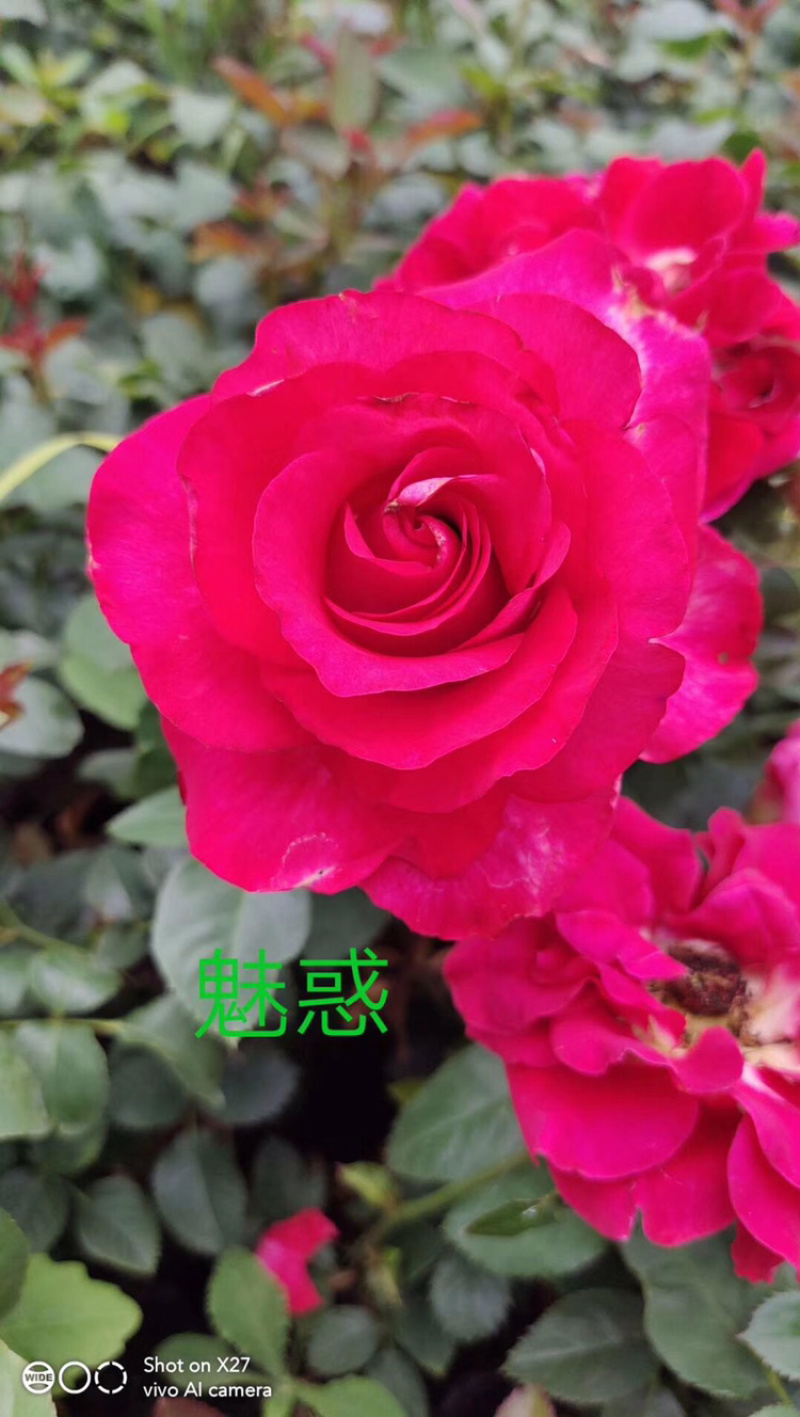 玫瑰苗盆花