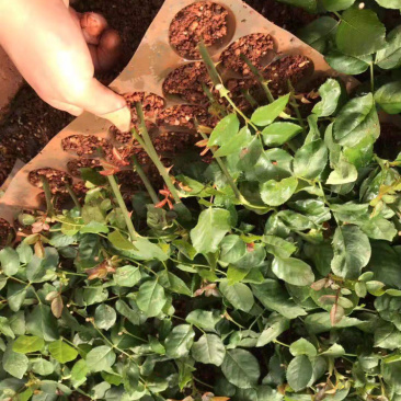 玫瑰苗盆花