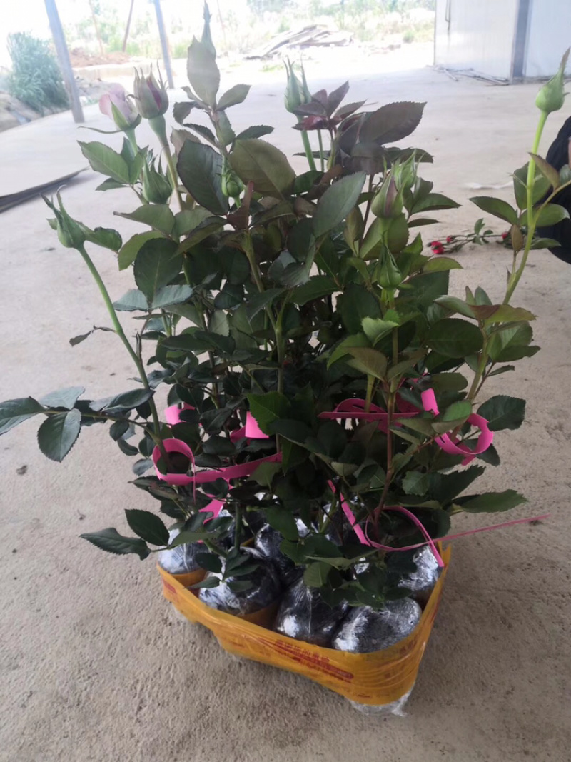 玫瑰苗盆花