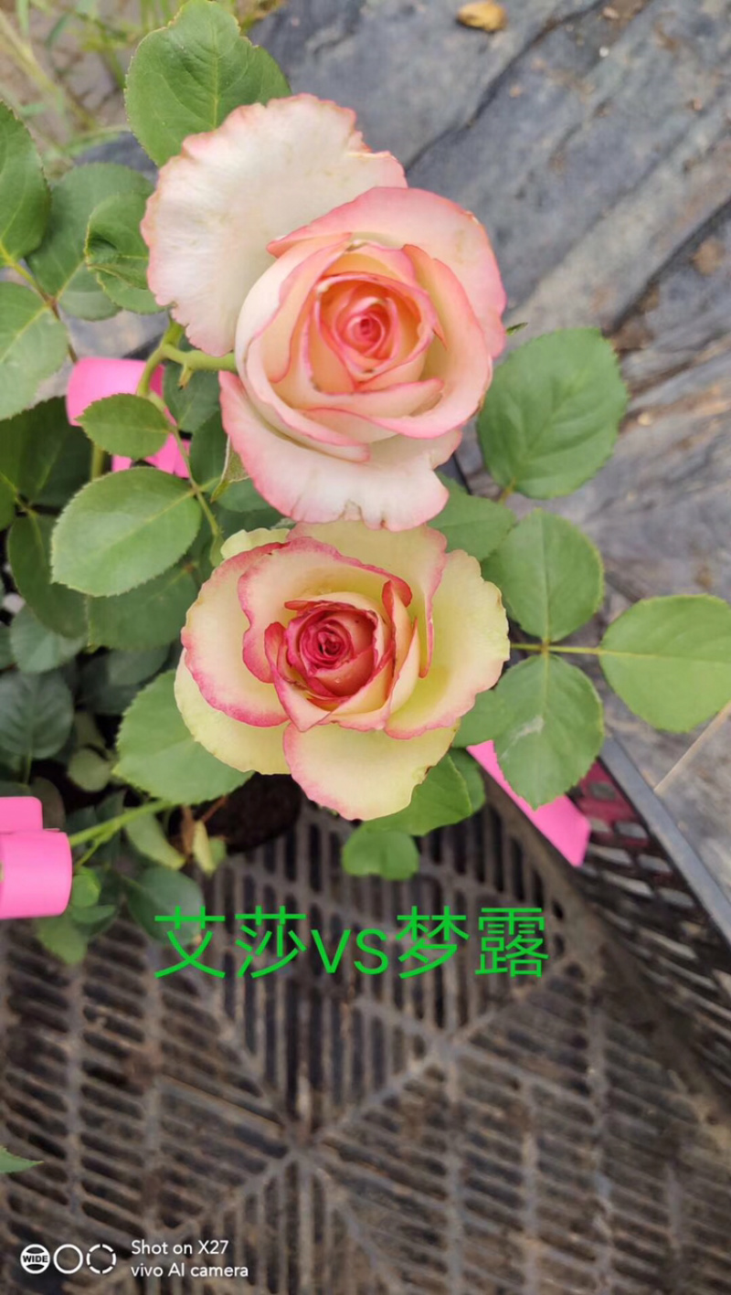 玫瑰苗盆花