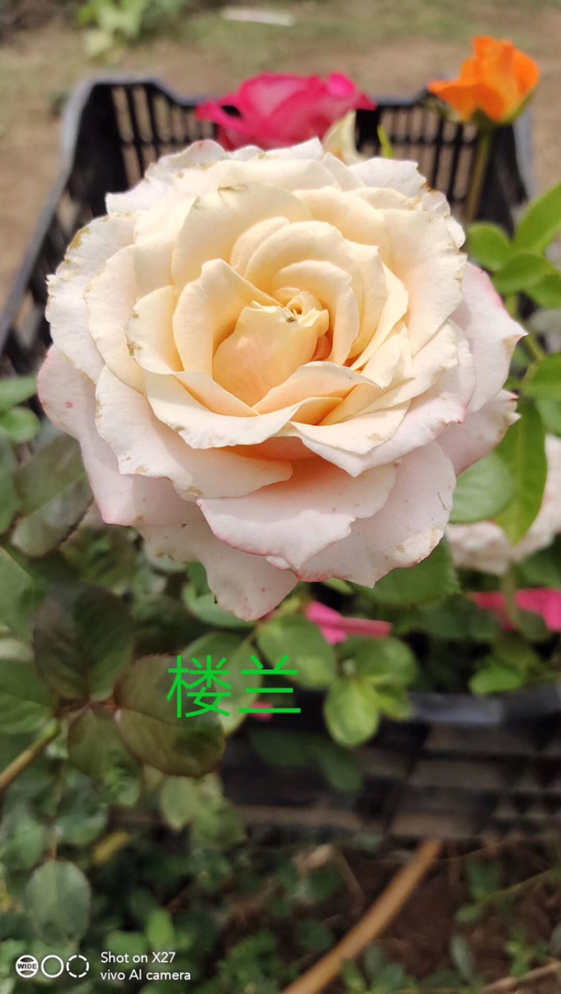 玫瑰苗盆花