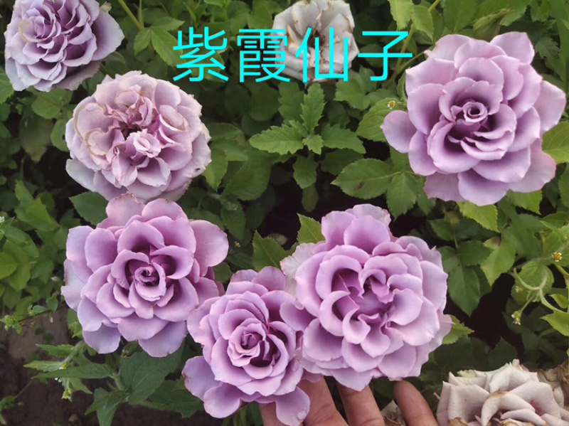 玫瑰苗盆花