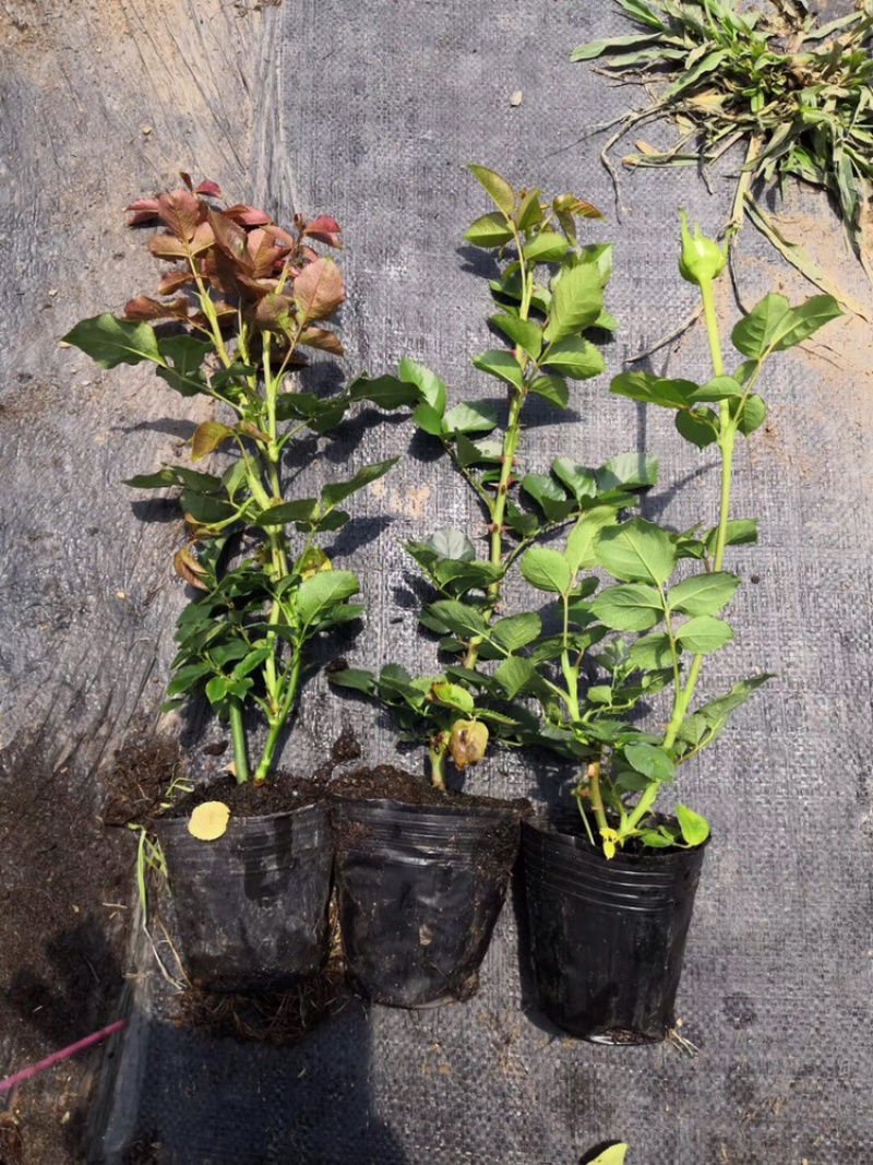 玫瑰苗盆花