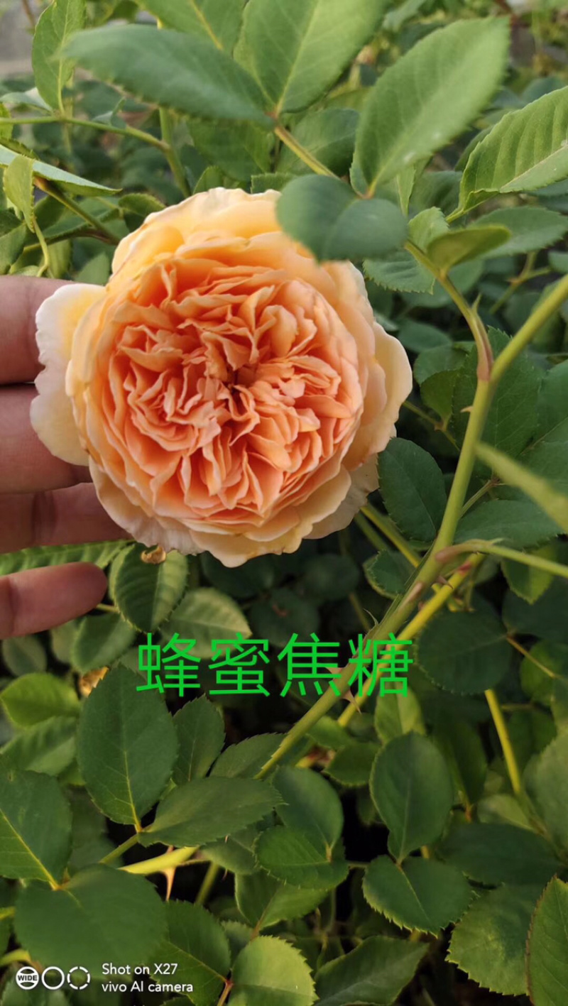 玫瑰苗盆花