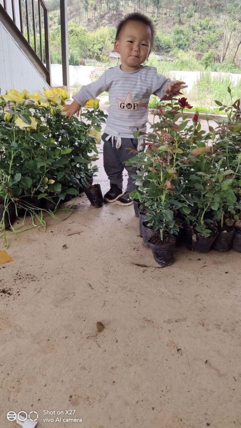 玫瑰苗盆花