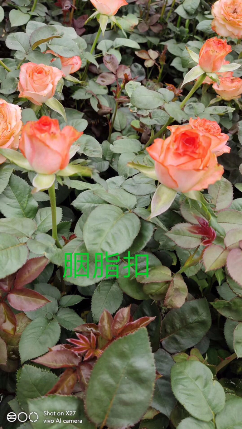 玫瑰苗盆花