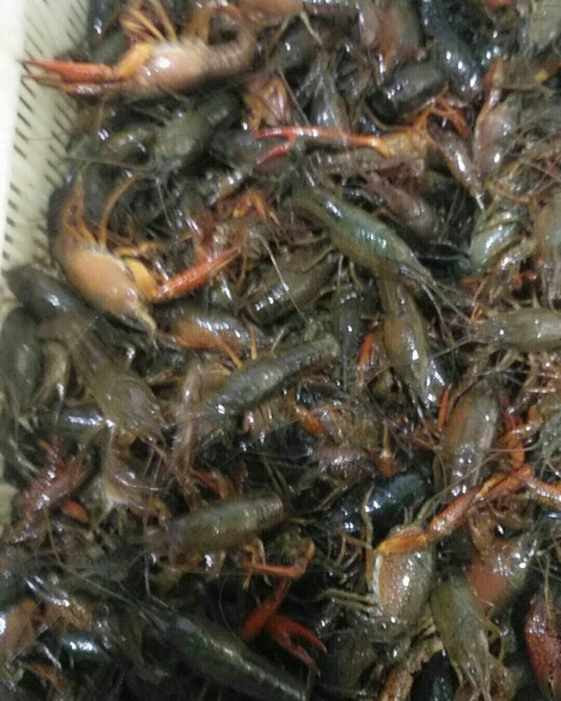 【牛商优选】小龙虾456青虾，品质商家地板干净存活率高