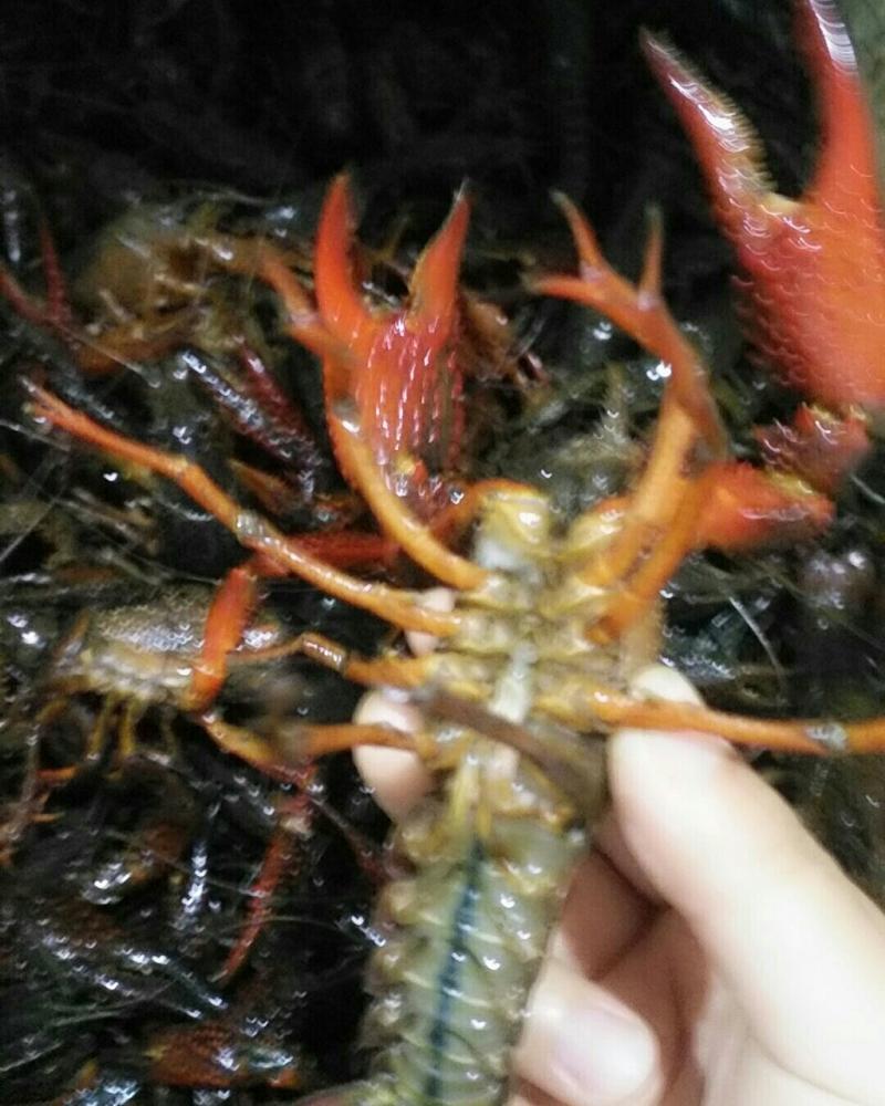 【牛商推荐】小龙虾已经上市6钱带爆头品质好肉质鲜美