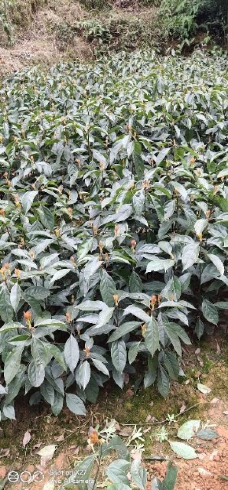 【基地直供】四川油樟苗规格齐全量大价优欢迎来电咨询