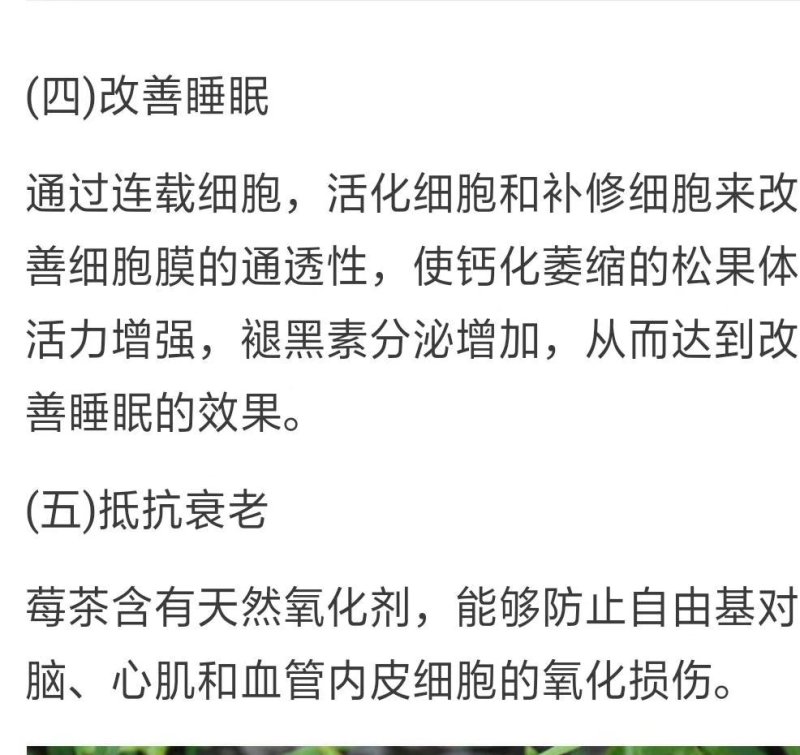 家乡藤茶