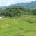 家乡藤茶