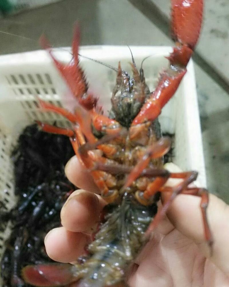 龙虾456青红虾已经上市肉质鲜美，活力好