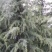 自己家种的雪松，着急出售，树形好，价格低