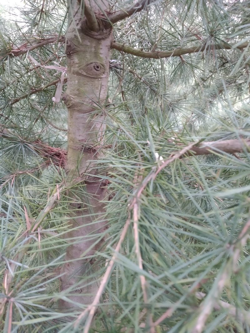 自己家种的雪松，着急出售，树形好，价格低