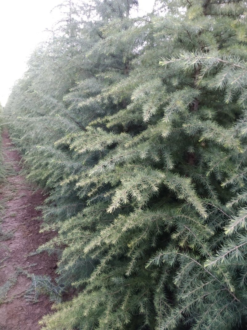 自己家种的雪松，着急出售，树形好，价格低