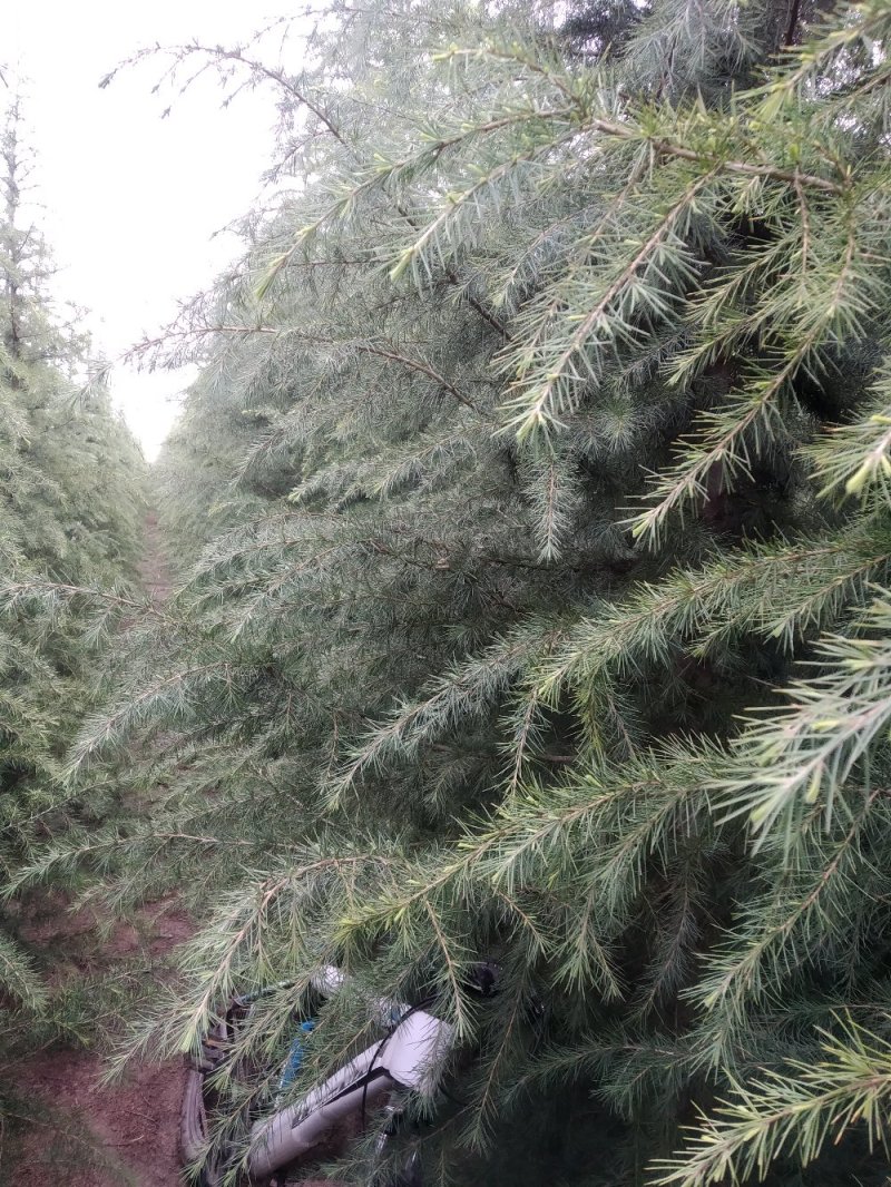 自己家种的雪松，着急出售，树形好，价格低