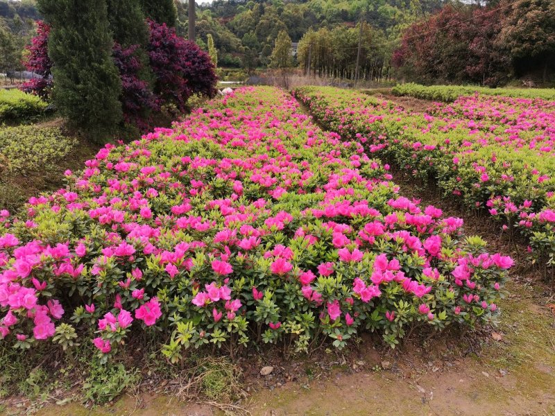 西洋杜鹃比利时杜鹃夏鹃春鹃地苗杯苗