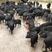 原生态纯种藏香猪种苗和商品黑猪巴马香猪18-25斤