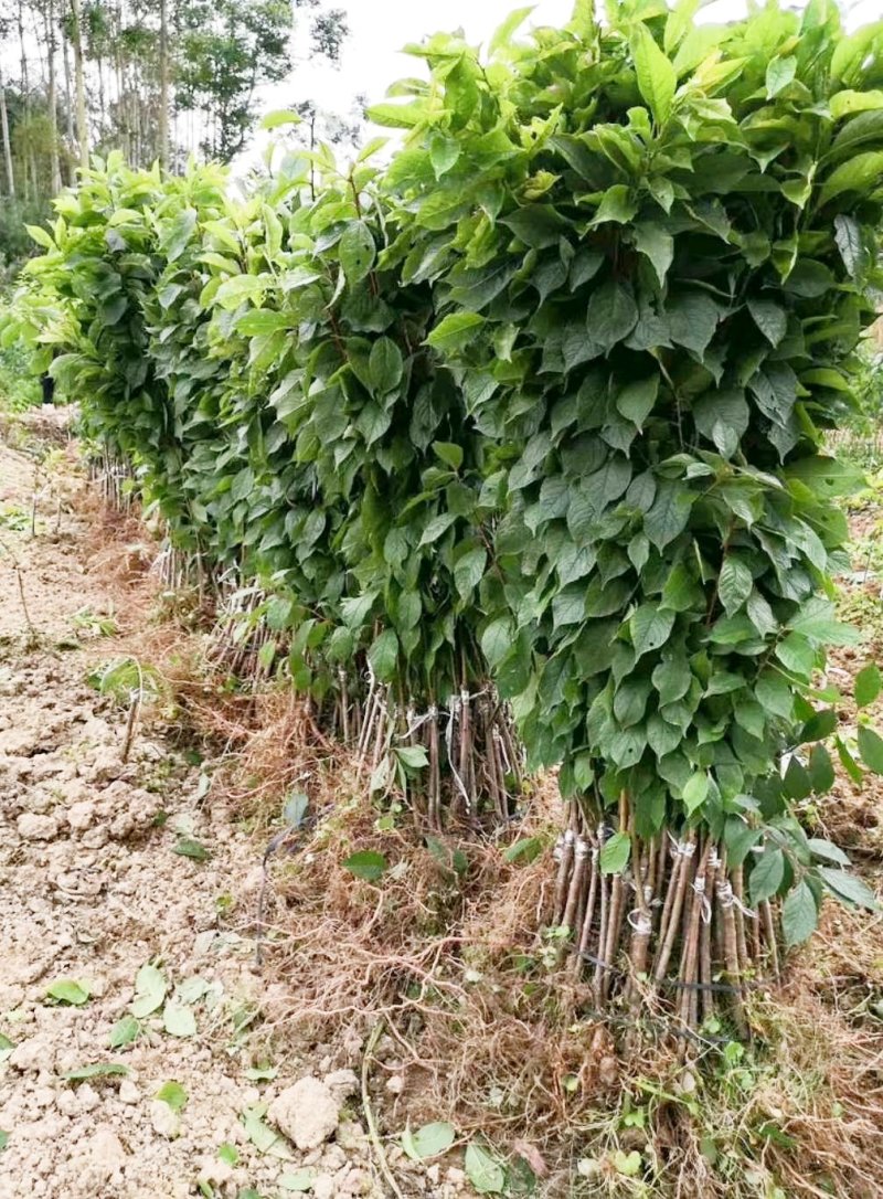 三华李苗包邮正品【广西灵山三华李】嫁接苗/直销