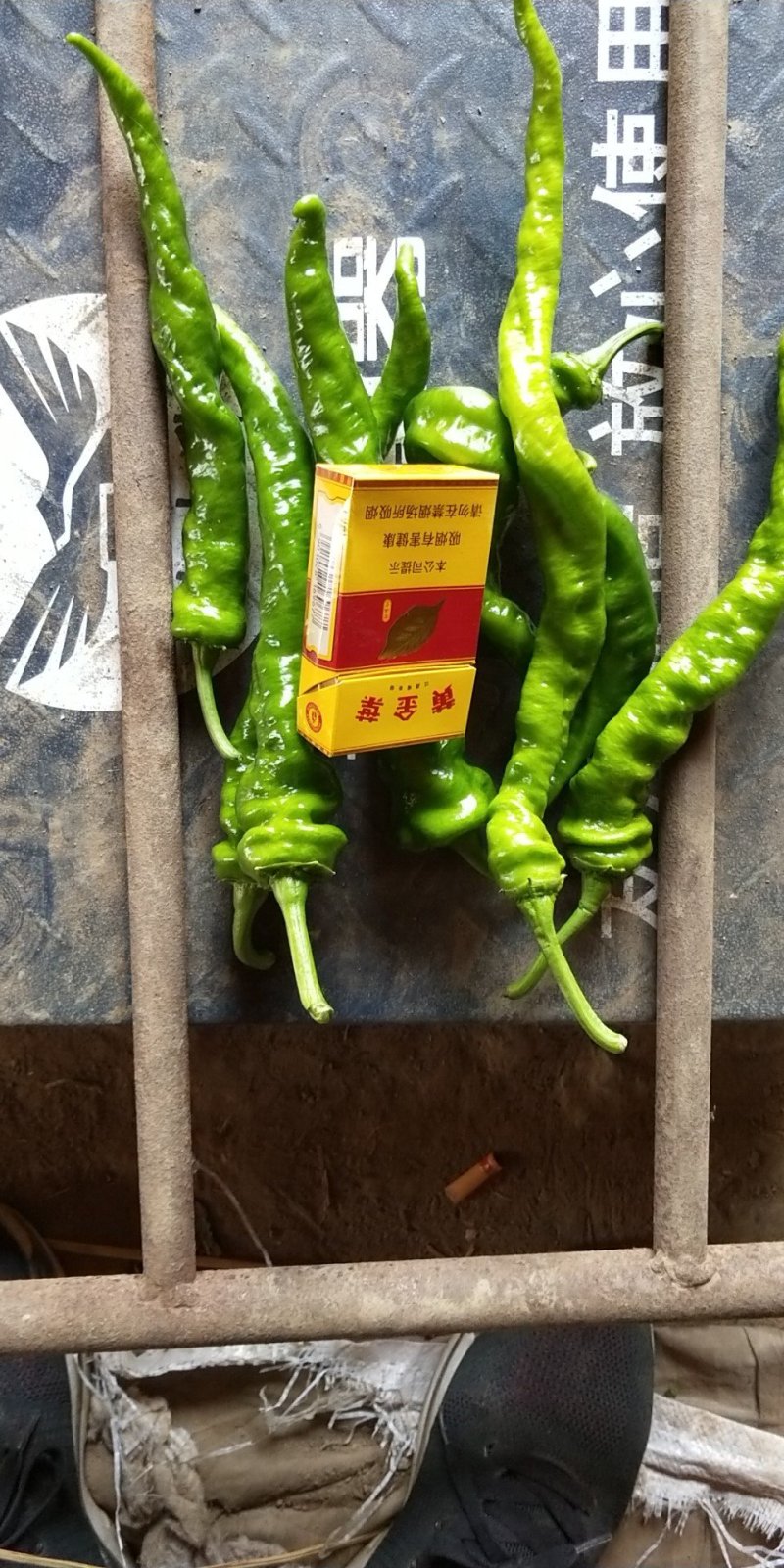 甘蓝收尾，鲜辣椒上市