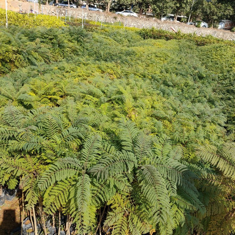 加拿利海枣棕榈科庭院公园园林绿化树种耐寒