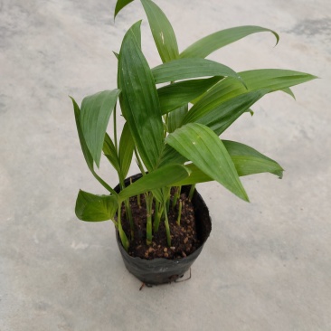 三药槟榔苗棕榈科庭院景观树种观叶绿植美观好养