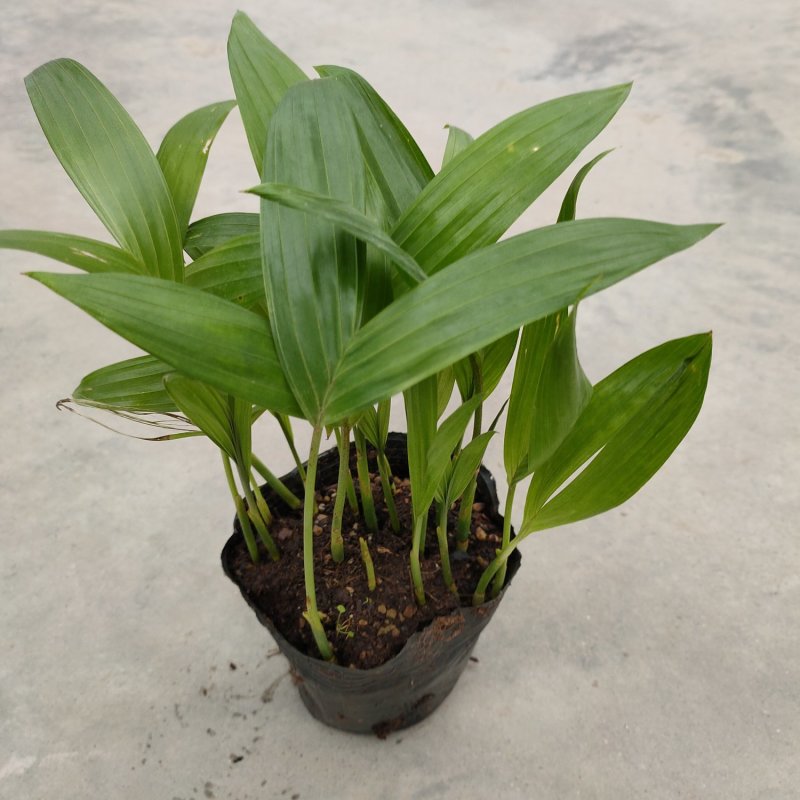 三药槟榔苗棕榈科庭院景观树种观叶绿植美观好养