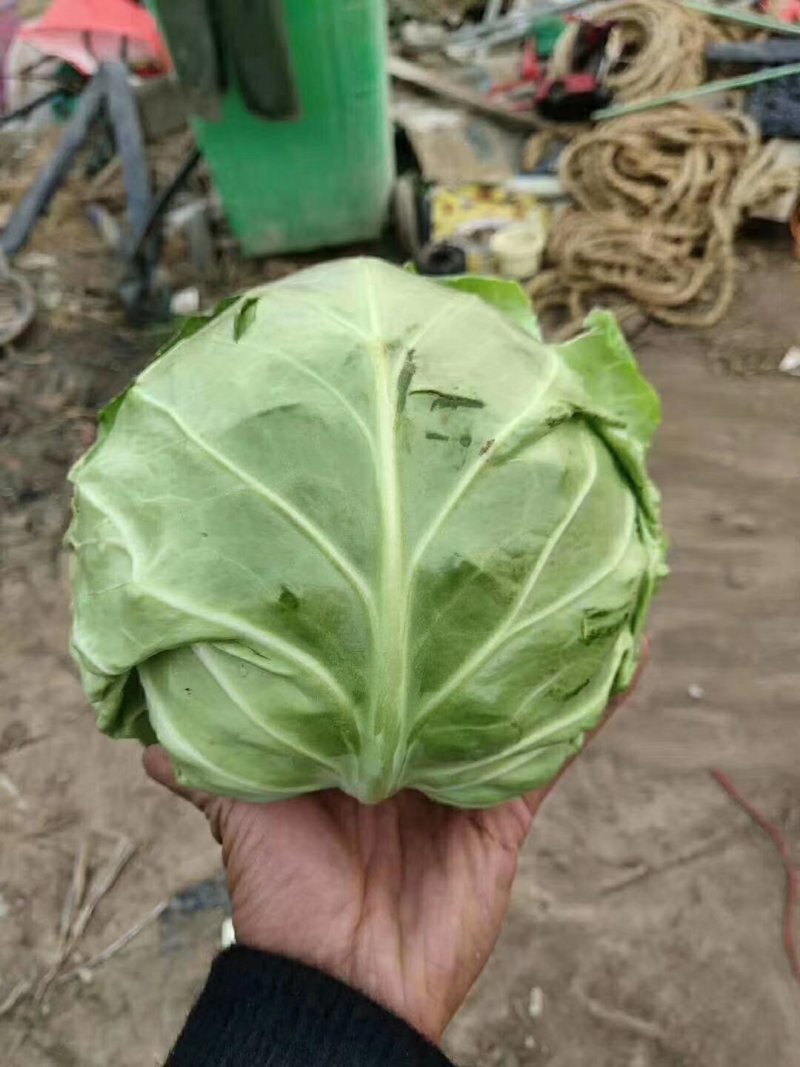 中甘21甘蓝大量上市