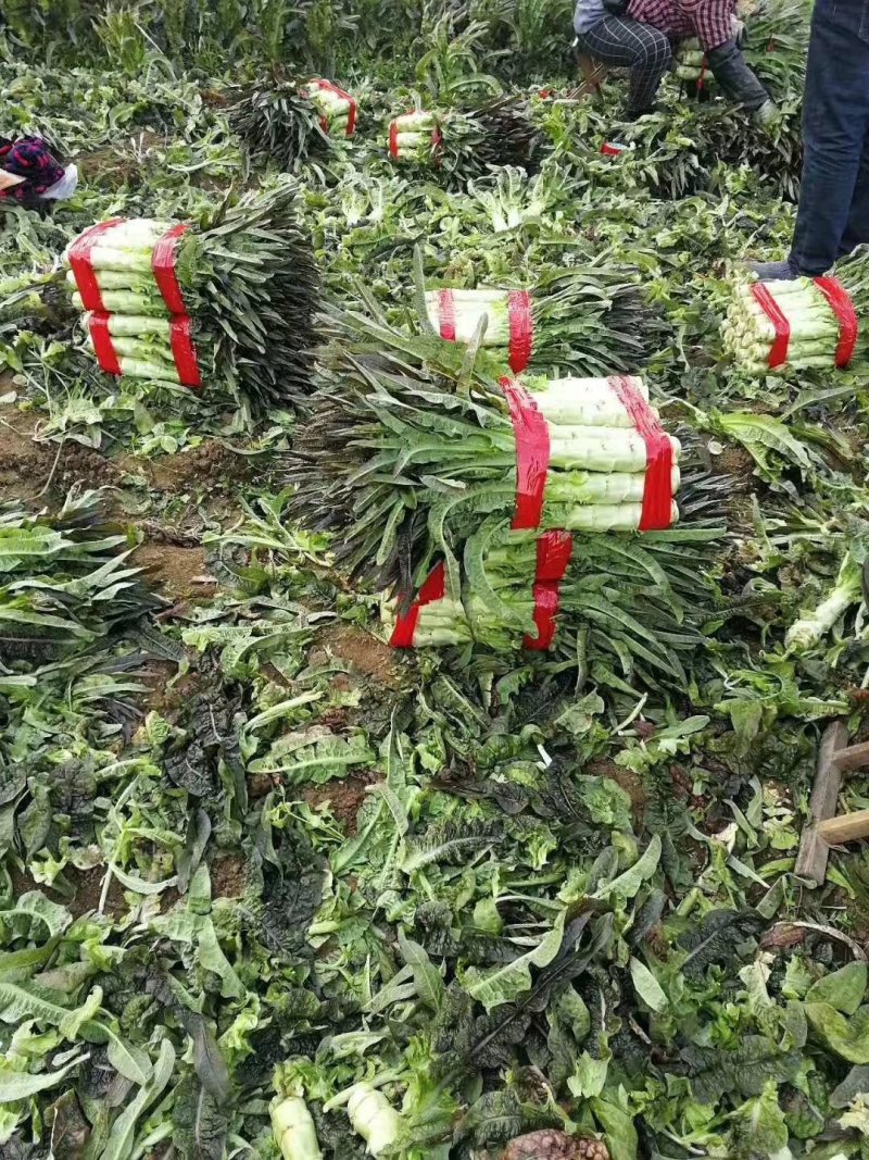 精品红叶莴笋，三青一点红，一手货源，保质保量发往全国各地