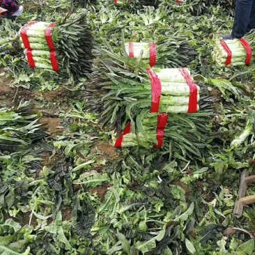 红叶莴笋大量有货发往全国各地，产地代办多年经验40-50