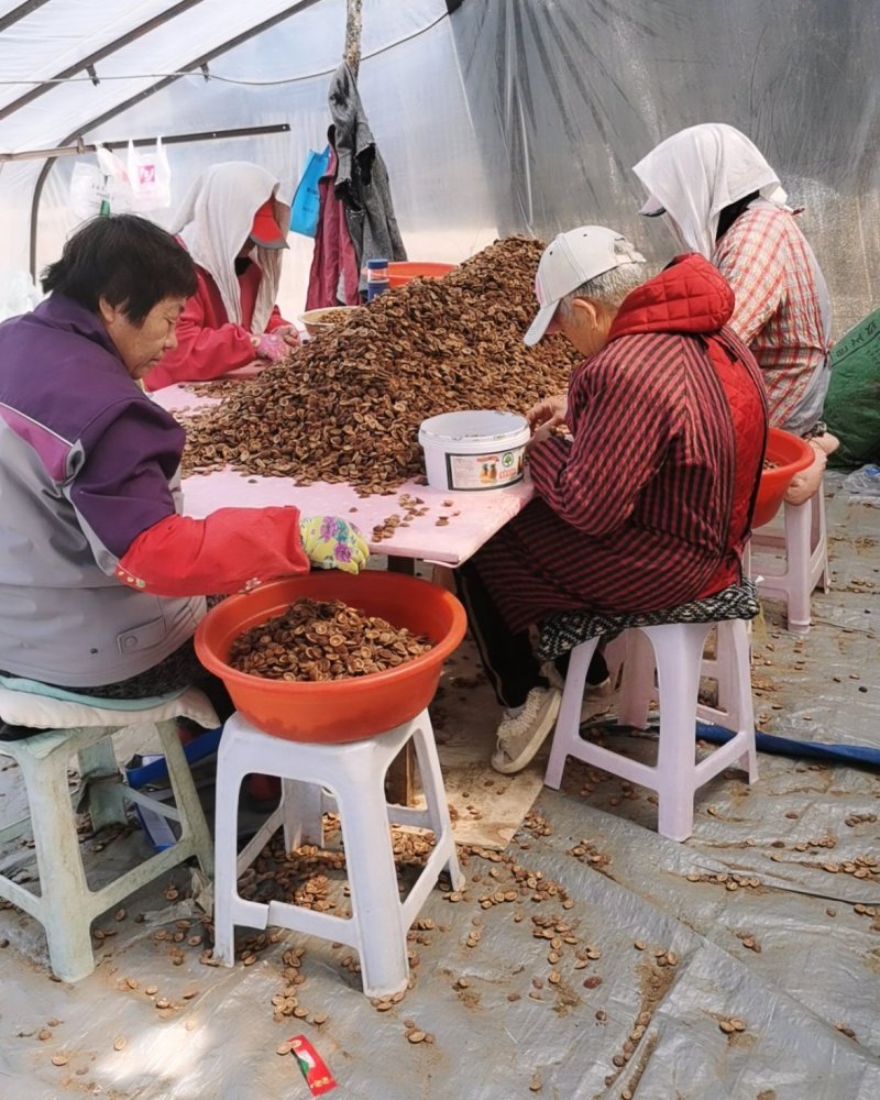 毛桃种子，嫁接各种桃苗沾木，大量供货，量大从优