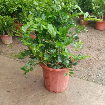 九里香，浓香型花卉，四季开花，可赏花赏果。