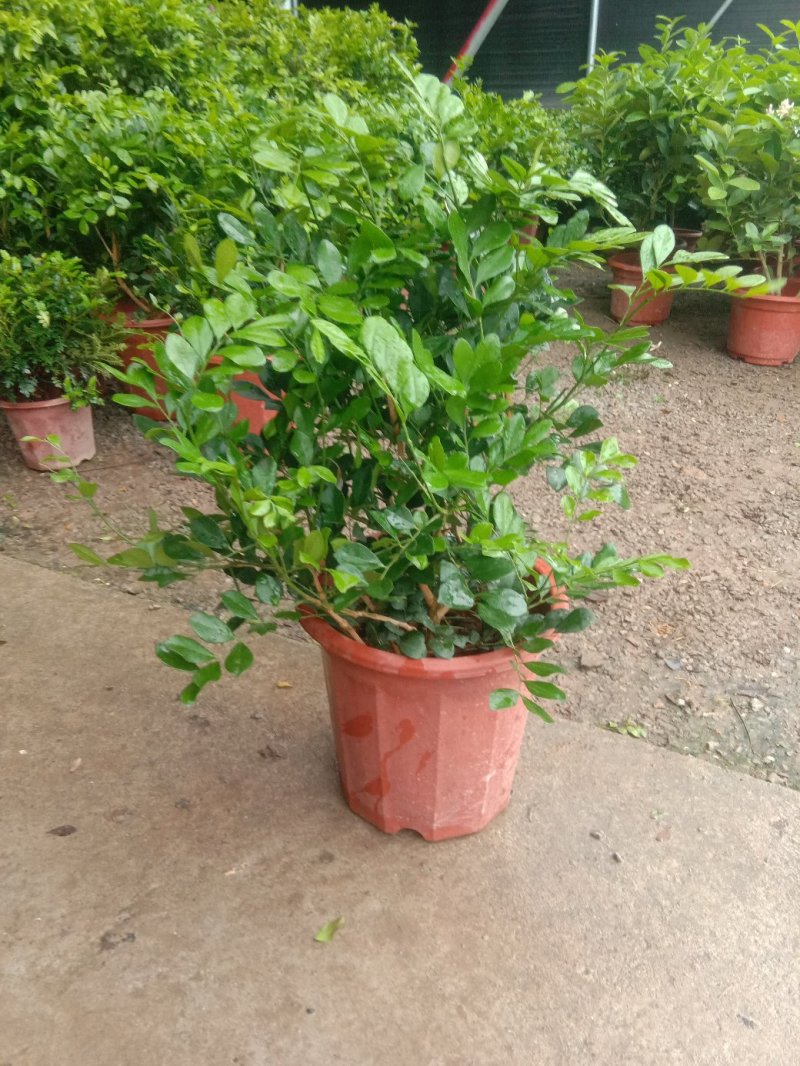 九里香，浓香型花卉，四季开花，可赏花赏果。
