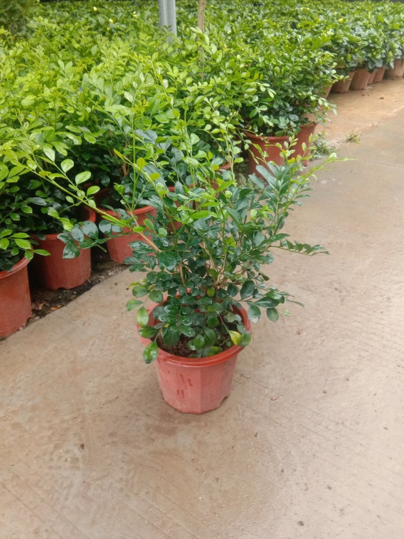 九里香，浓香型花卉，四季开花，可赏花赏果。