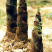 笋