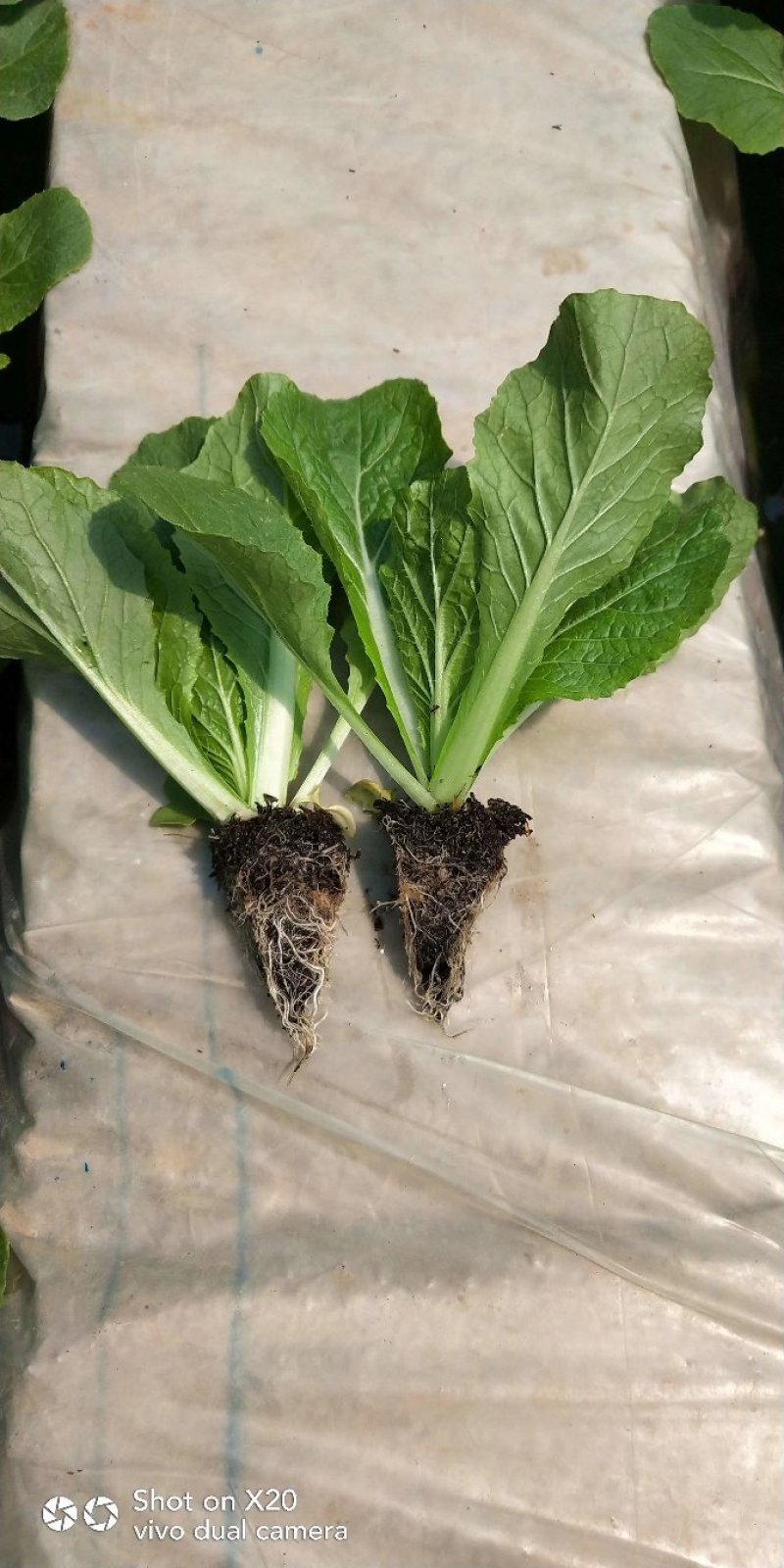 大白菜苗，基地直供，抗根肿，耐高温，苗子粗壮，