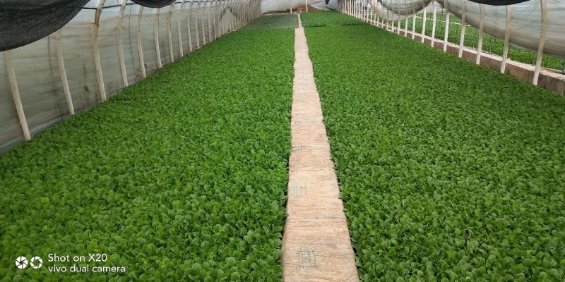 大白菜苗，基地直供，抗根肿，耐高温，苗子粗壮，