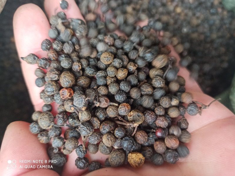 荜澄茄正品保障各种规格专业经营中药批发