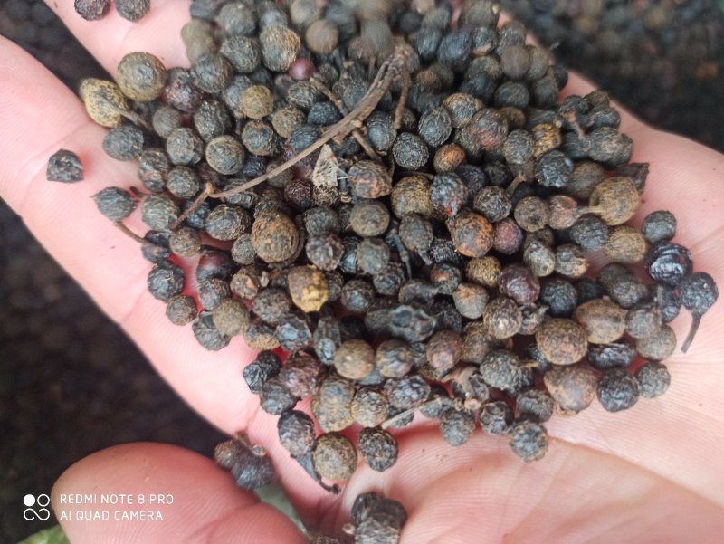 荜澄茄正品保障各种规格专业经营中药批发