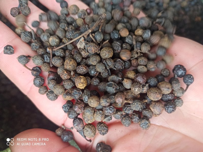 荜澄茄正品保障各种规格专业经营中药批发