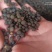 荜澄茄正品保障各种规格专业经营中药批发