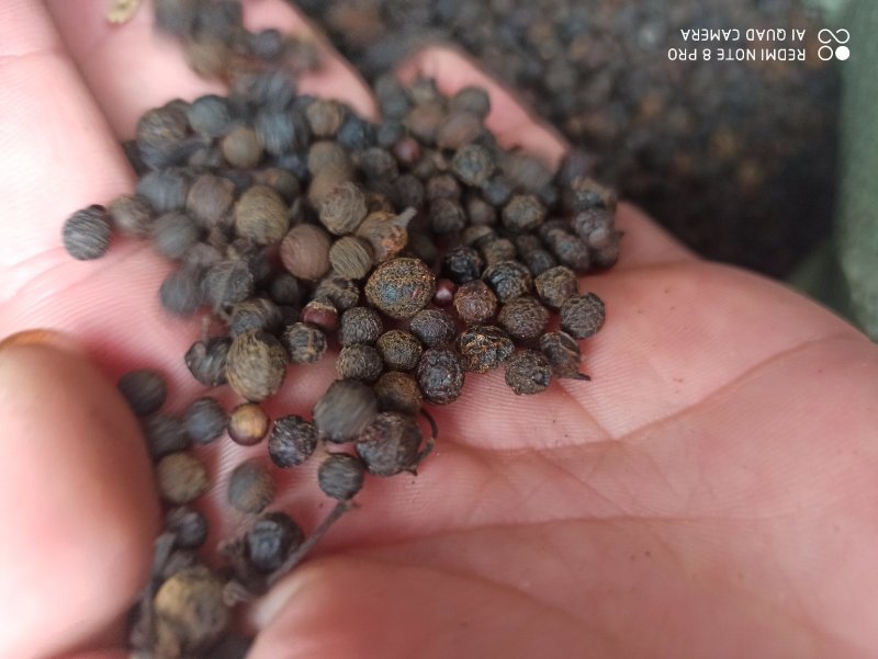 荜澄茄正品保障各种规格专业经营中药批发