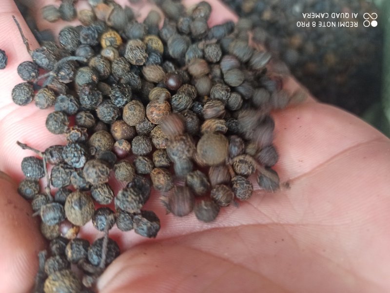 荜澄茄正品保障各种规格专业经营中药批发
