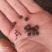 荜澄茄正品保障各种规格专业经营中药批发