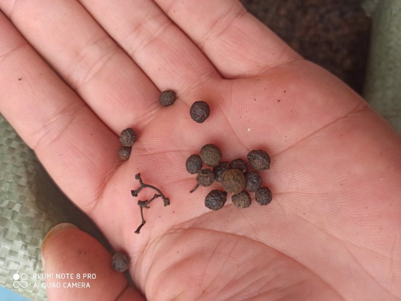 荜澄茄正品保障各种规格专业经营中药批发