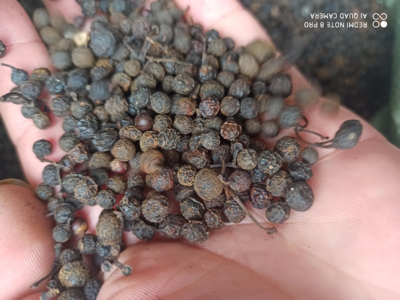 荜澄茄正品保障各种规格专业经营中药批发