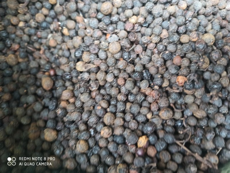 荜澄茄正品保障各种规格专业经营中药批发