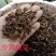 双蒸无砂雪里蕻黑梅干菜全干无沙雪里蕻做的黄梅干菜