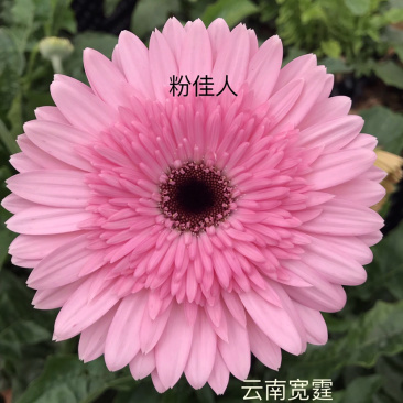 非洲菊新品脱毒组培种苗