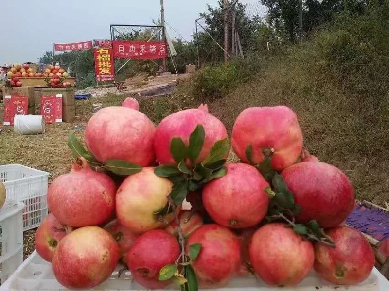 特价出售大红袍石榴树